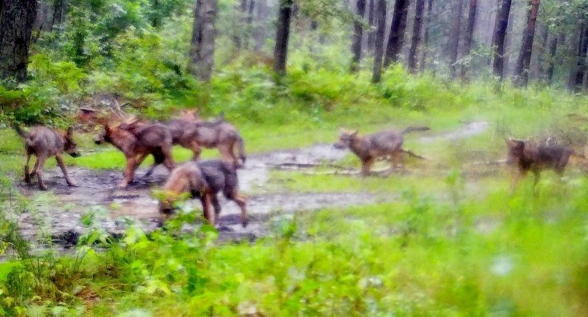 W sierpniu wataha ośmiu wilków została sfotografowana przez leśną fotopułapkę w Nadleśnictwie Barycz