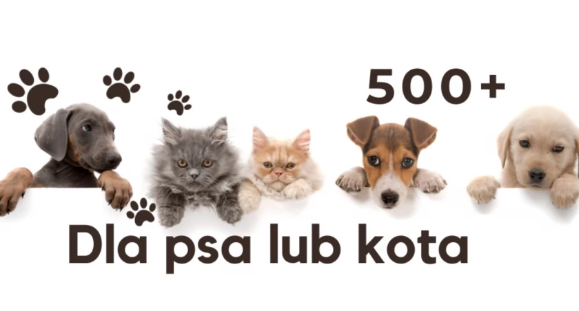 500 plus dla psa i kota - dofinansowanie dla starachowickich czworonogów