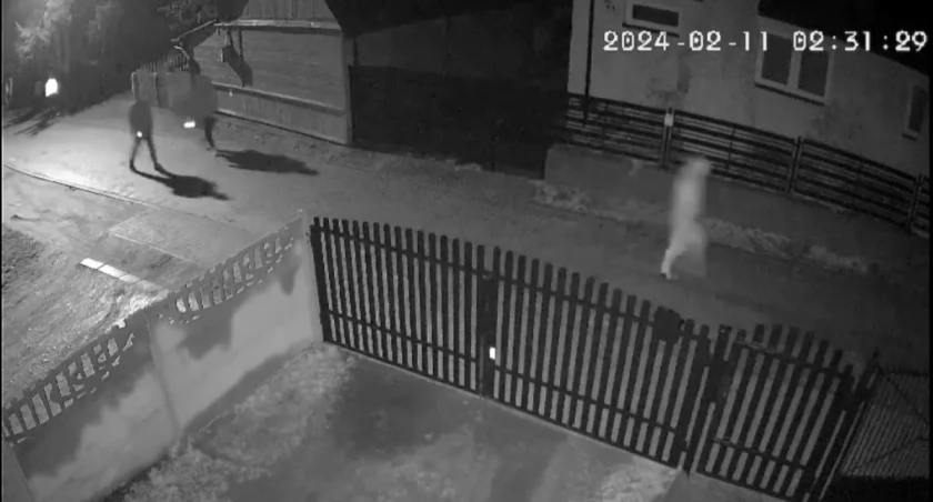 O zdarzeniu poinformowali mundurowi z zespołu prasowego Komendy Wojewódzkiej Policji w Kielcach