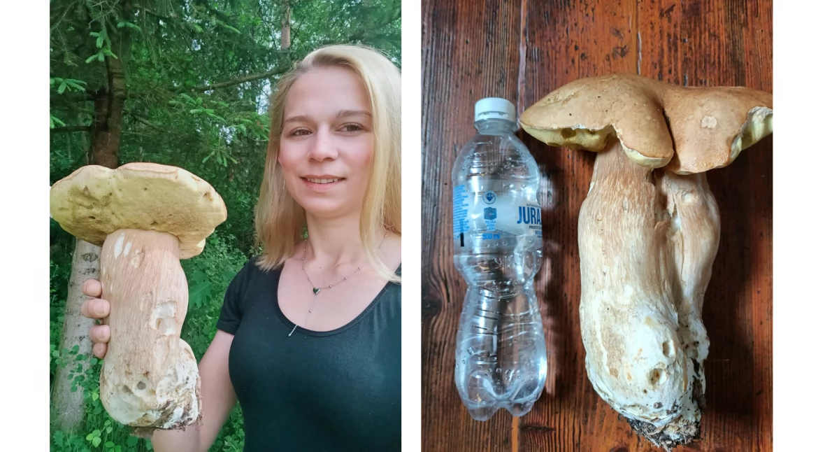 Pasje, Taaakie prawdziwki tylko gminie Brody może tylko - zdjęcie, fotografia