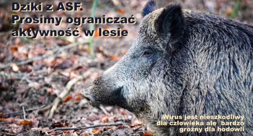 Wirus nie jest groźny dla człowieka, ale dla zwierząt już tak (fot. gmina Brody)