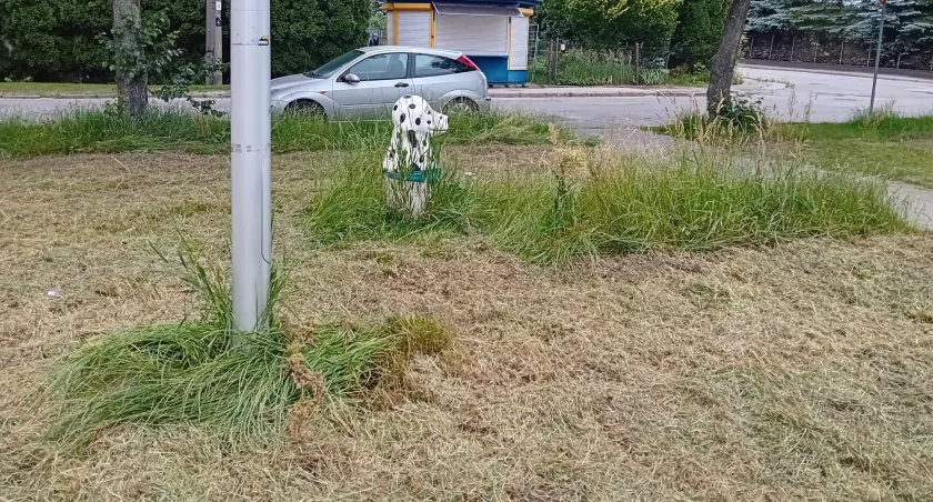 Przykład koszenia terenów osiedlowych przy ul. 8 Maja w Starachowicach
