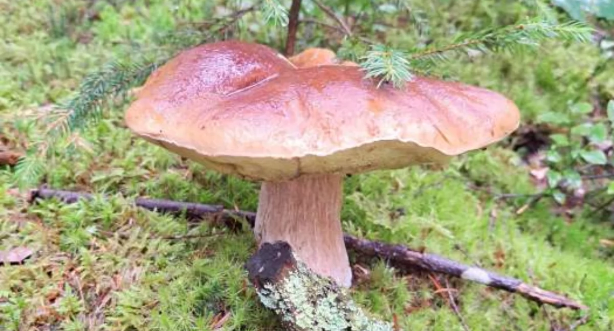 Pasje, Grzybiarze poszli musisz wiedzieć - zdjęcie, fotografia