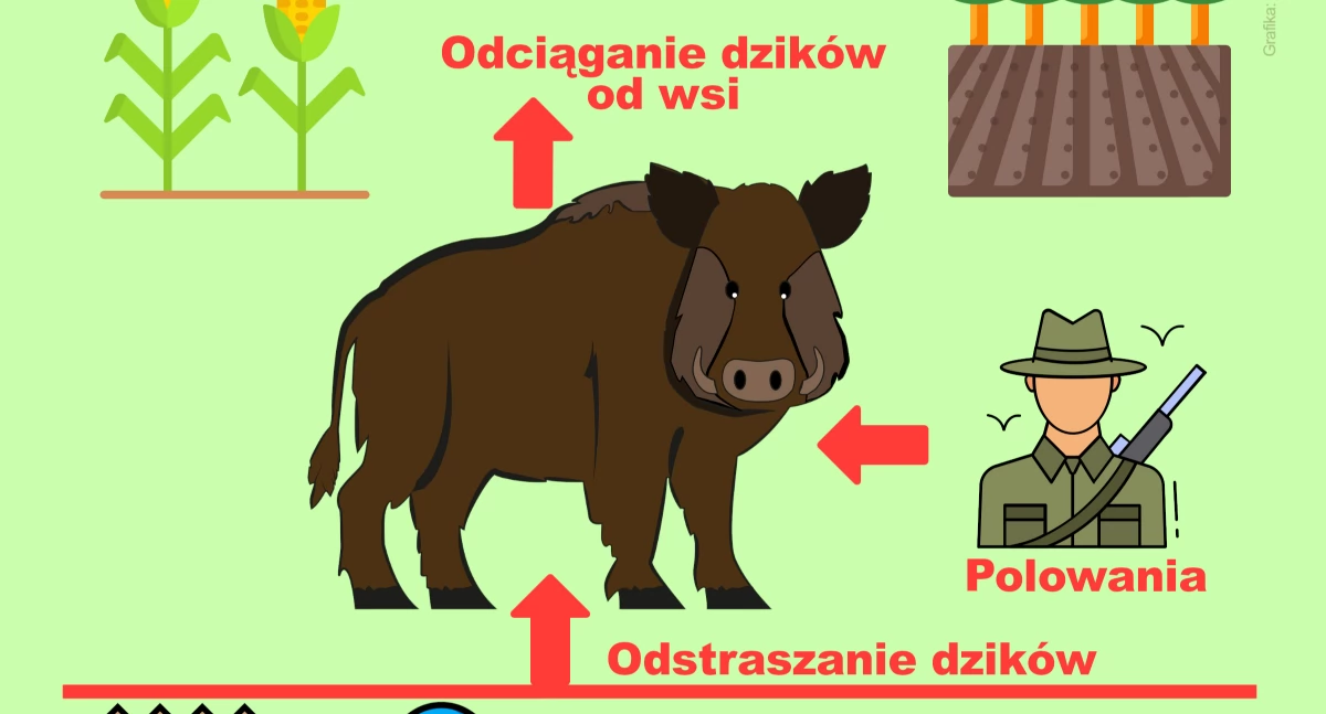 Gmian Brody wydała poradnik, w którym radzi jak walczyć z plagą dzików