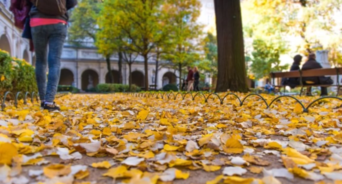 Materiały promocyjne, Zamiatarka sprzęt którego obejdziesz jesienią - zdjęcie, fotografia