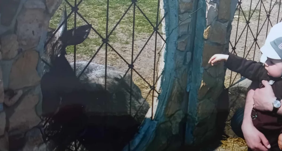 Zwierzęta w Kałkowie-Godowie są dużą atrakcją zwłaszcza dla małych dzieci... 