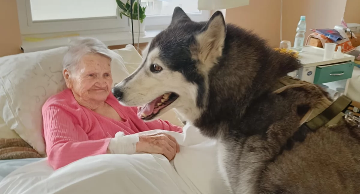 Zdrowie, Dogoterapia starachowickim - zdjęcie, fotografia