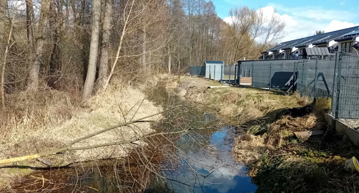 Interwencje, Mieszkańcy Wspólnej proszą pomoc Bobry szkodzą reaguje! - zdjęcie, fotografia
