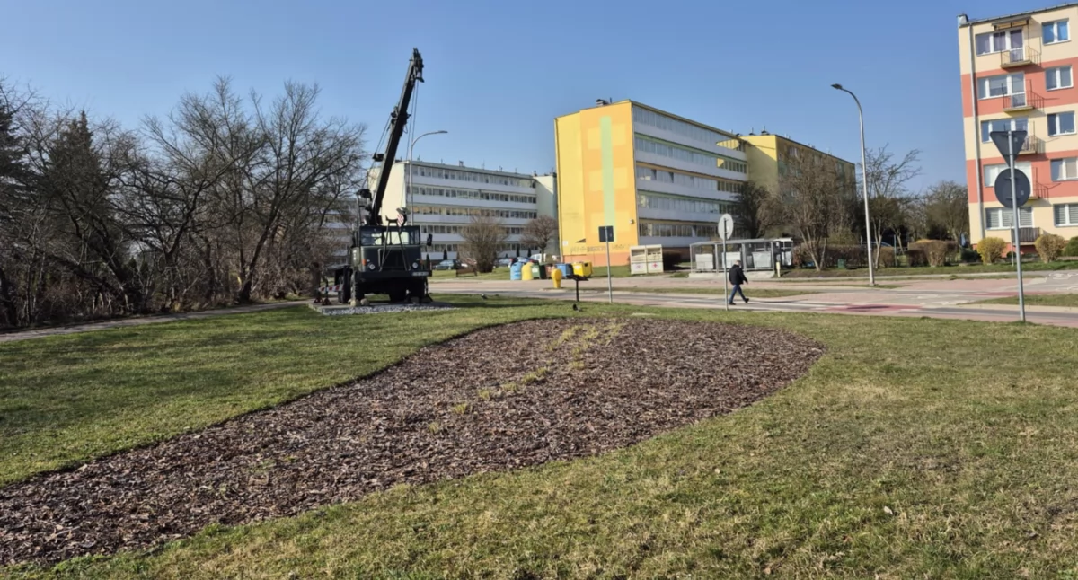 Pomoc jest m.in. na nasadzenia przy skrzyżowaniu ul. Oświatowej i Szkolnej