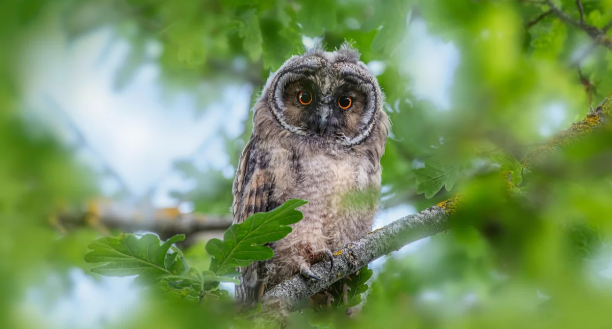 Wydarzenia, dobry Festyn ekologiczny Muzeum - zdjęcie, fotografia