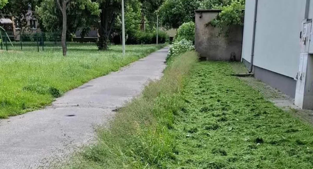 Interwencje, miasto estetykę terenów wspólnych Koszenie pozostawia życzenia - zdjęcie, fotografia