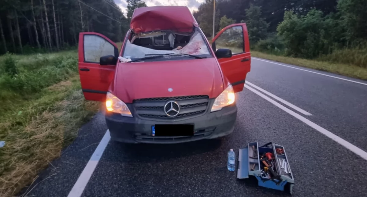 Wypadki drogowe, Dramatyczne zderzenie Jeleń wpadł wnętrza - zdjęcie, fotografia