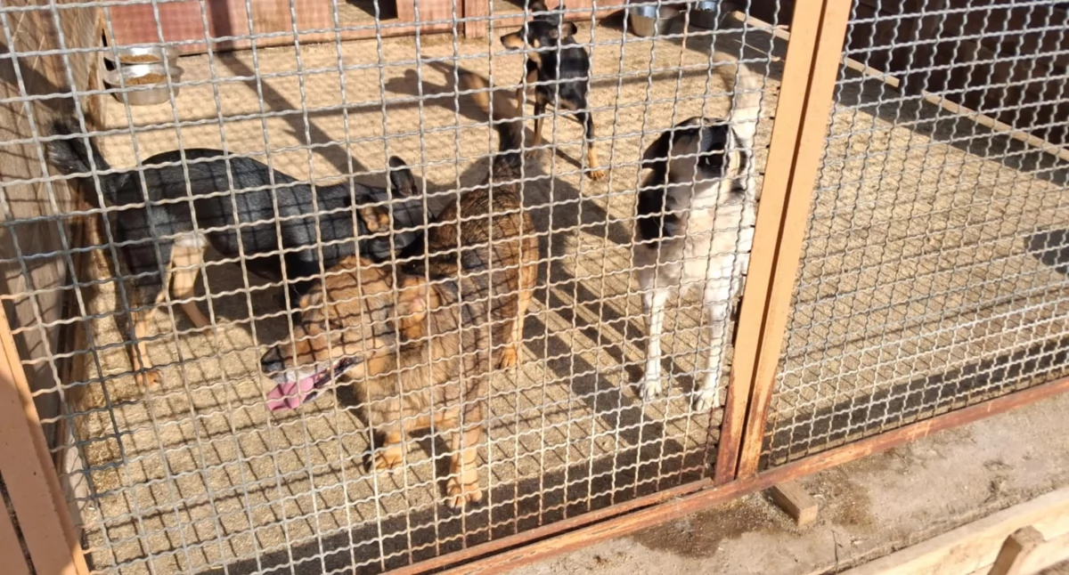 Schronisko w Rudniku. 140 psów i 60 kotów czeka na adopcje