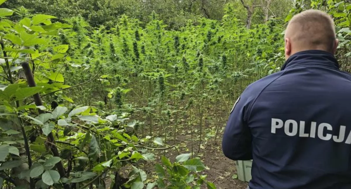 Ogrody konopi w gm. Brody i Starachowicach: zatrzymani za uprawę trafili do aresztu
