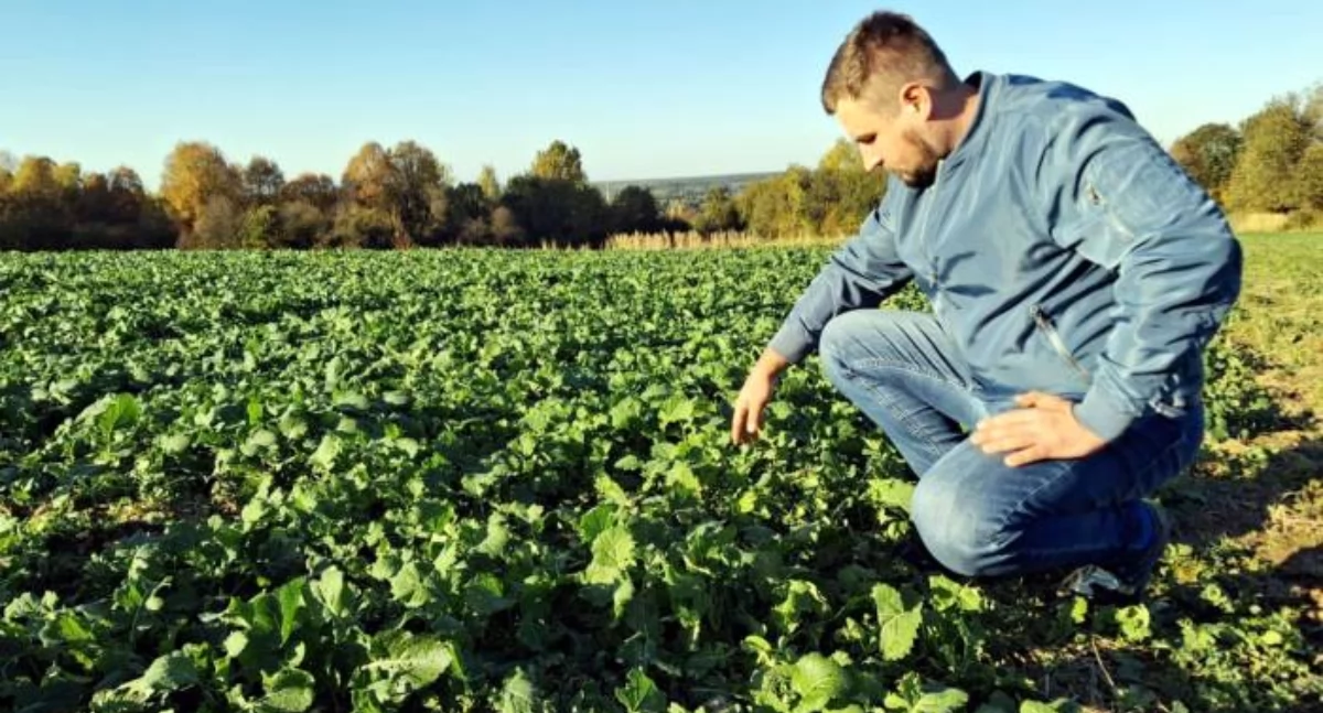 Rzepak uprawiany jest metodą orkową i bezorkową - na pierwszy rzut oka nie widać różnicy