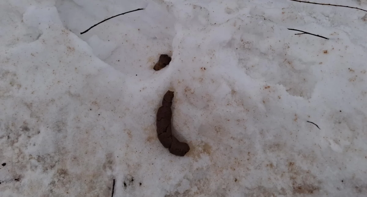 Interwencje, topnieją śniegiem - zdjęcie, fotografia