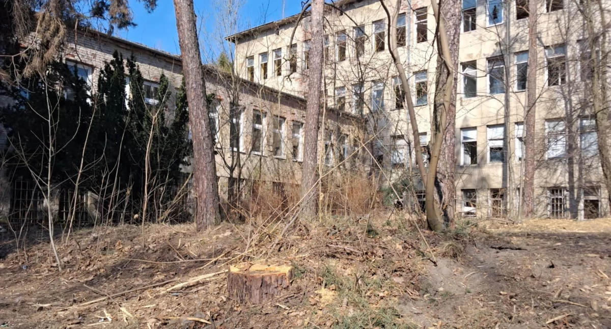 Inwestycje, Wycinka drzew starym szpitalu niepokoi mieszkańców - zdjęcie, fotografia