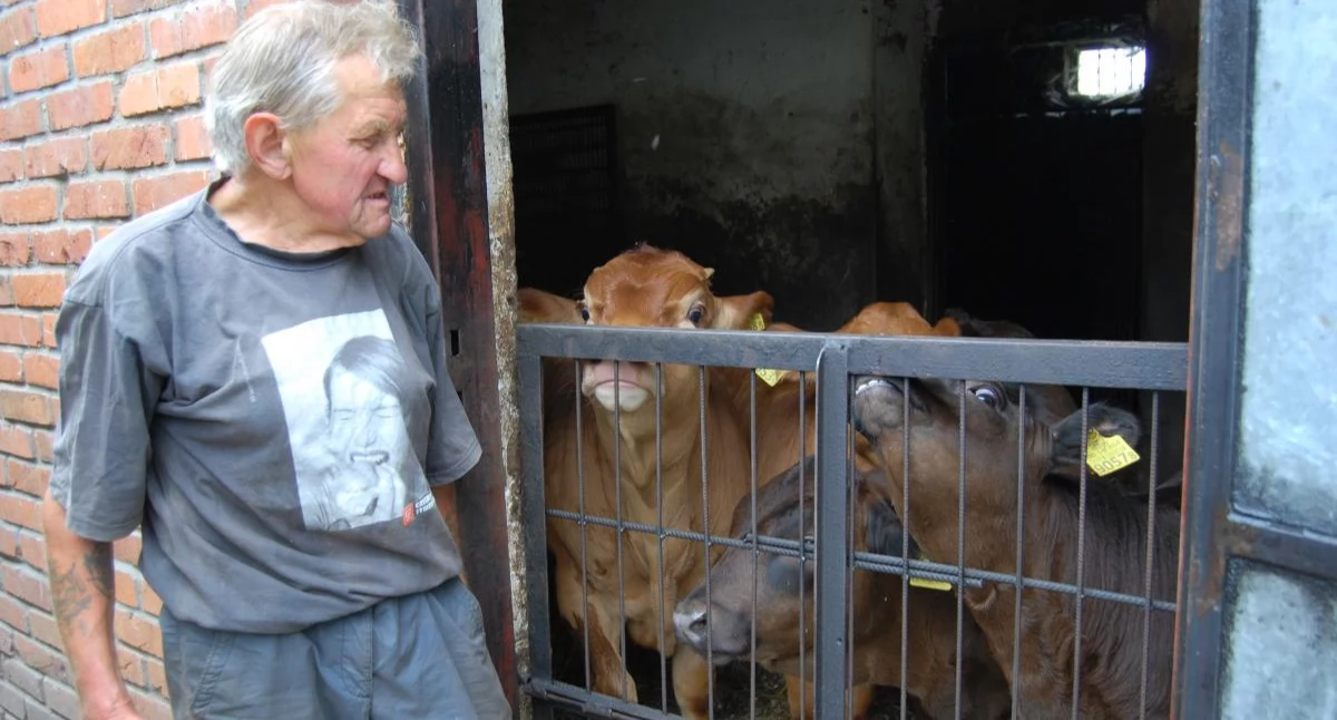 Pasje, Waldek mieście krowy trzyma ucierpiał wypadku - zdjęcie, fotografia