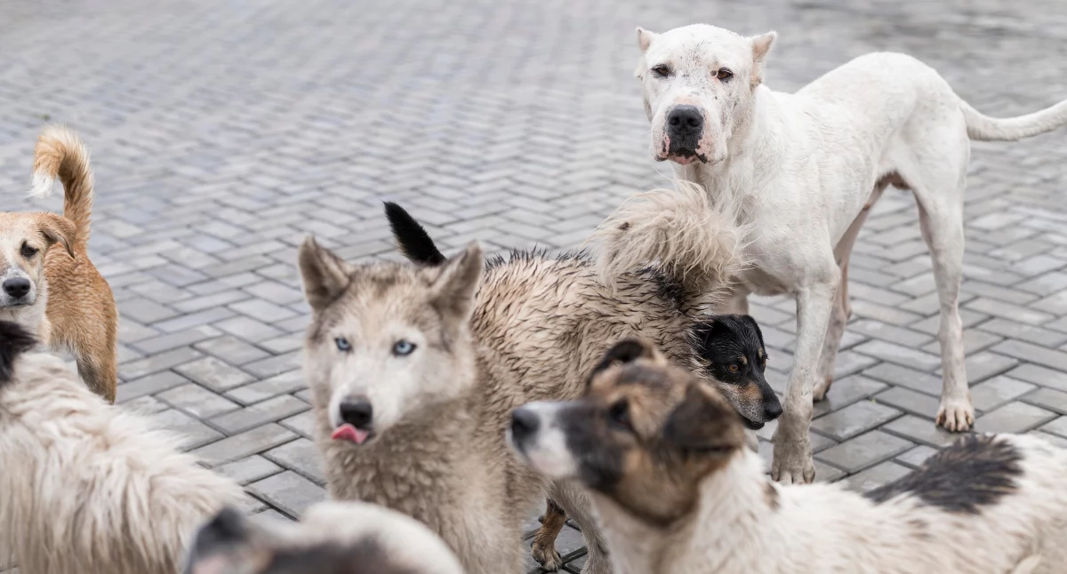 Interwencje, biegające samopas przypominamy obowiązkach mandatach właściciela - zdjęcie, fotografia