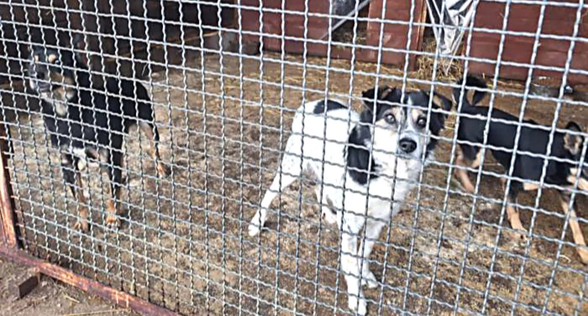 Zwierzęta w schoronisku w Rudniku