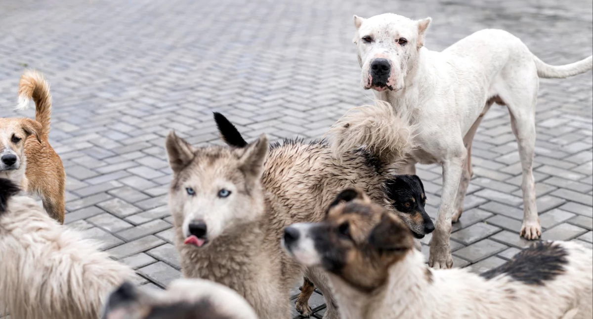 Pomagamy, Opieka zwierzętami gminach Brody Pawłów Wąchock prawie pół bezdomne - zdjęcie, fotografia