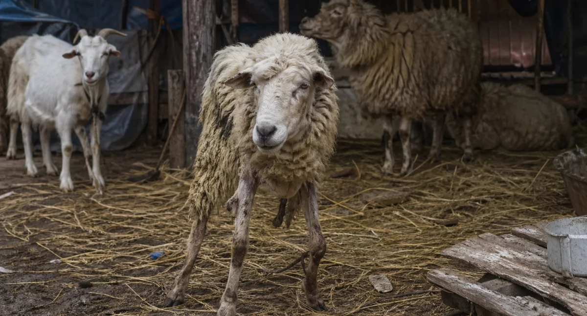 Interwencje, zapewni bezpieczeństwo godny zwierzętom Pawłów - zdjęcie, fotografia