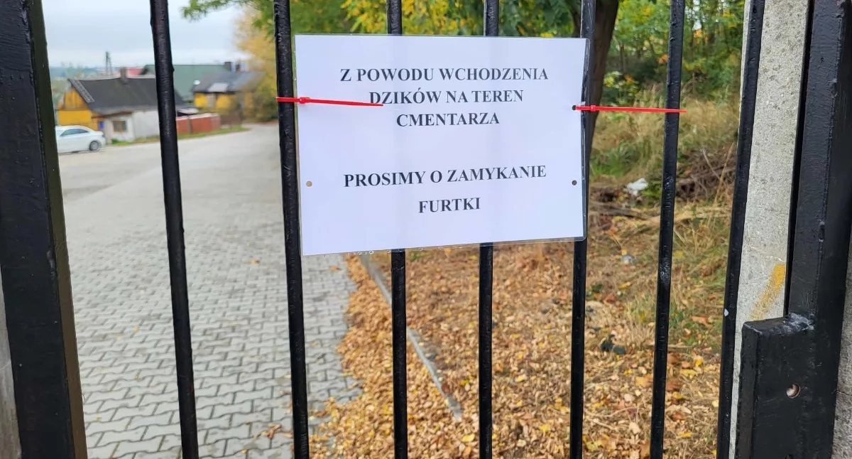 Interwencje, Dziki nadal mają wolny wstęp cmentarz Zamknięta brama otwarta furtka dziura ogrodzeniu - zdjęcie, fotografia