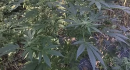 Plantacja konopi pod Pawłowem! 28-latkowie usłyszeli zarzuty