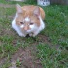 3. garfield