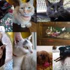 1. Jasper Aszka Nesca D-raya Ginger Shanti Wilson Nansy Mishti Yuki