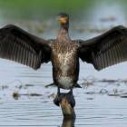 Kormoran