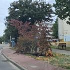 zdjęcie nr 8