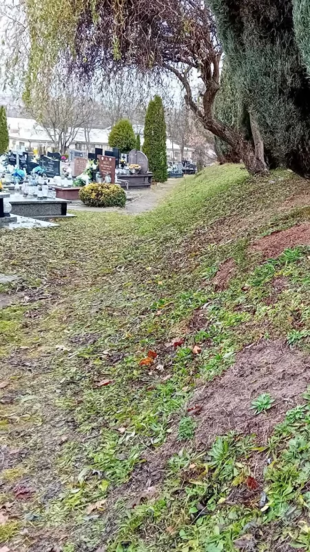 Dziki buszują na cmentarzu przy Polnej. Aż strach pomyśleć, jak tam coś wyryją...!