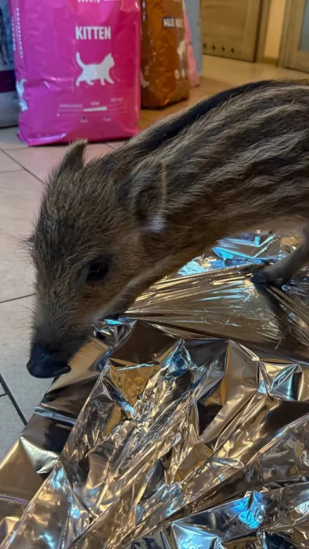 Nietypowy pacjent w starachowickiej przychodni weterynaryjnej. Dzik jest dziki...