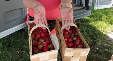  Sezon na truskawki trwa. Rumba i twist robią robotę