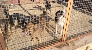  Schronisko w Rudniku. 140 psów i 60 kotów czeka na adopcje