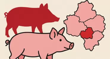  ASF w Parszowie. Dziewiąte ognisko choroby w powiecie starachowickim