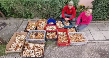 W okolicach Wykusu! Grzybiarze twarzą w twarz z wilkiem