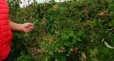  Ważne wsparcie dla rolników. Ruszyły zaliczki dopłat i kredyty na 1%