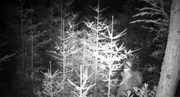 W lesie nie jesteś bezkarny - ruszyła akcja stroisz