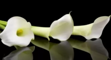 Wspominamy mieszkańców Starachowic i okolic, którzy odeszli w minionym roku