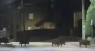 Dziki na ulicach Starachowic. To duży problem dla mieszkańców! (film)