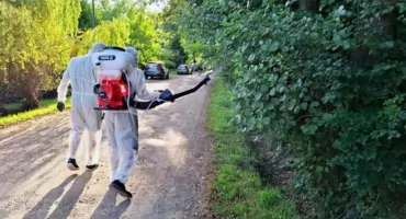 Dziki na ulicach Starachowic. Co na to gmina i jak sobie radzą w Skarżysku-Kamiennej?