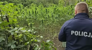 Jest akt oskarżenia w sprawie narkotykowej plantacji. Grozi im nawet 10 lat więzienia
