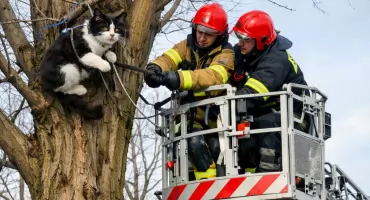 Kot na drzewie, strażacy w akcji