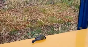 Przezroczyste przystanki w Starachowicach. Nowoczesność, która może szkodzić ptakom