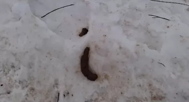 Psie kupy nie topnieją ze śniegiem