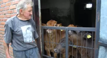 Waldek, co w mieście krowy trzyma, ucierpiał w wypadku