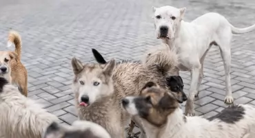 Psy biegające samopas po wsi - przypominamy o obowiązkach i mandatach dla właściciela 