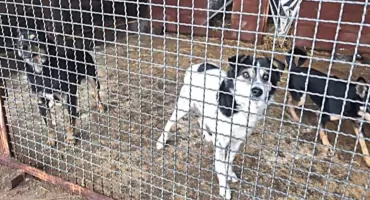 Setki tysięcy złotych na zwierzęta w Starachowicach i rosnące koszty